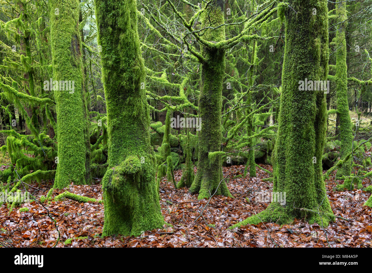 En d'arbres couverts de mousse, bois Bellever Dartmoor National Park, Devon, Angleterre. Hiver (décembre) 2017. Banque D'Images