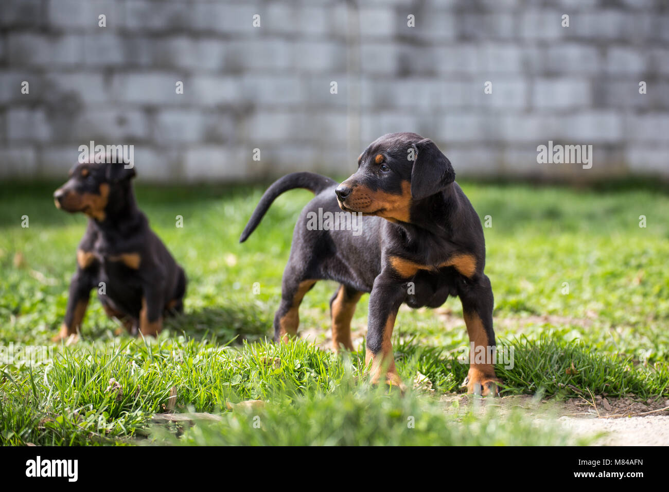 Chiot Dobermann Banque D'Images