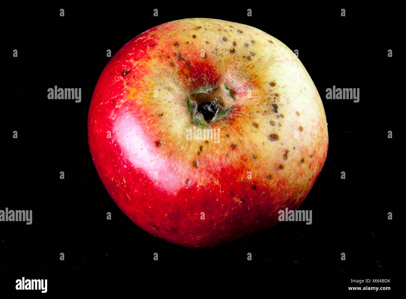 Vieux cultivar de pomme Allemand Alexander Kaiser Banque D'Images