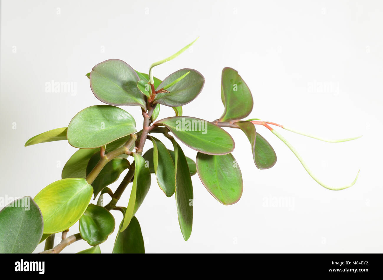 Peperomia obtusifolia-cette plante herbacée.C'est une plante d'.Pour décorer l'appartement. Banque D'Images