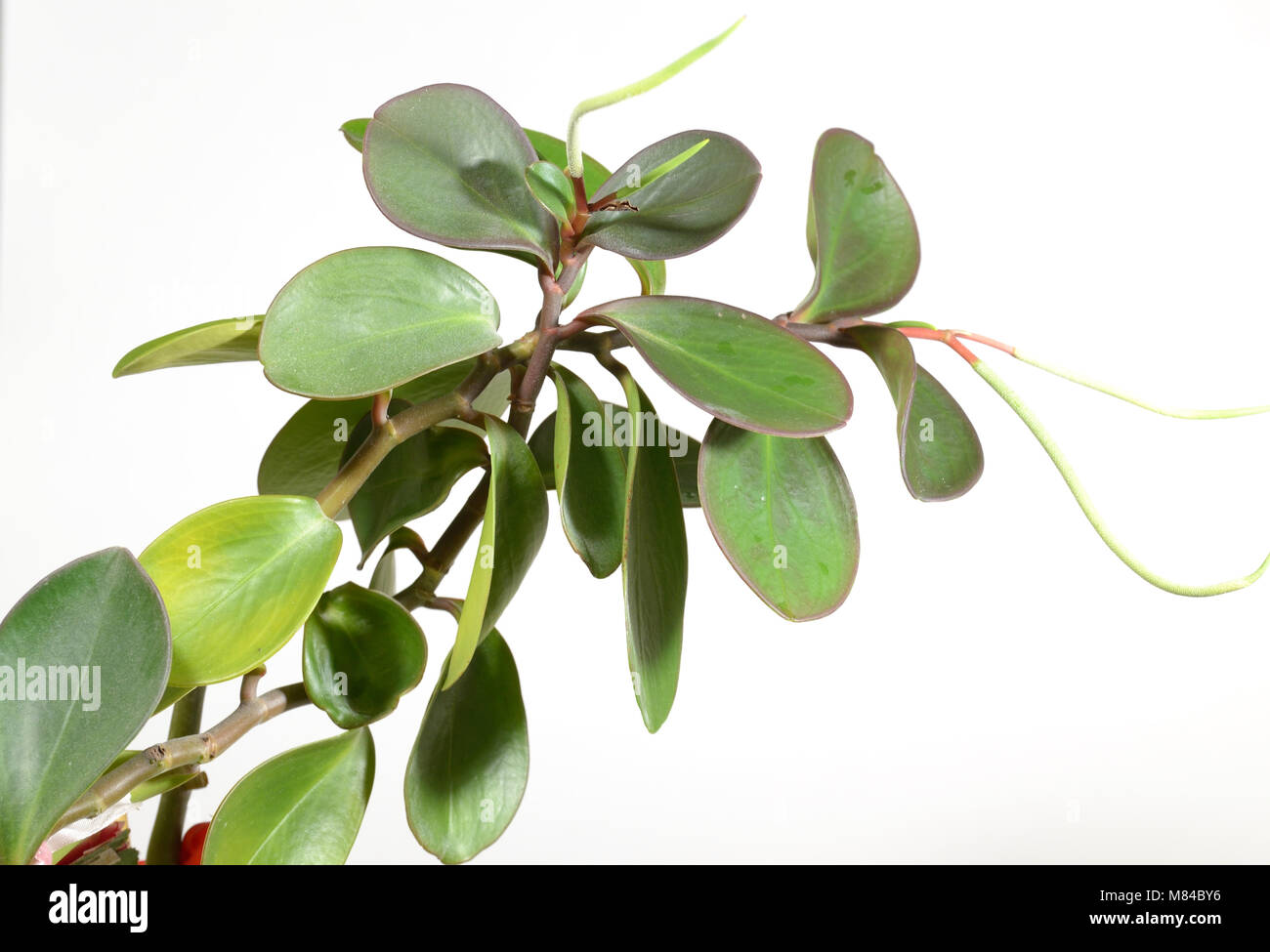 Peperomia obtusifolia-cette plante herbacée.C'est une plante d'.Pour décorer l'appartement. Banque D'Images