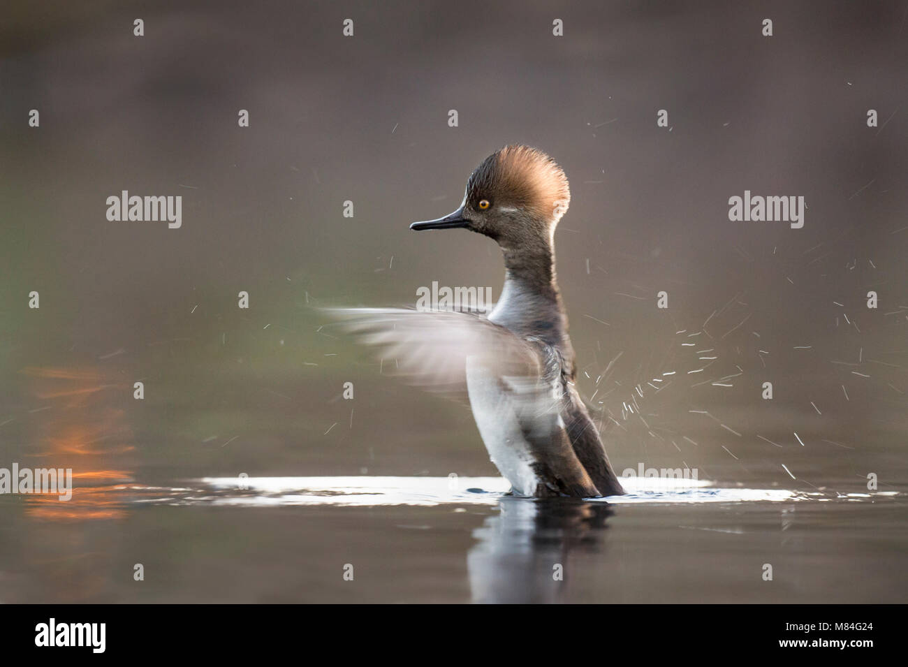 Un mâle juvénile Le Harle couronné bat des ailes rapidement qu'ils le flou et les gouttes d'eau voler partout dans la douce lumière du matin sur un étang. Banque D'Images