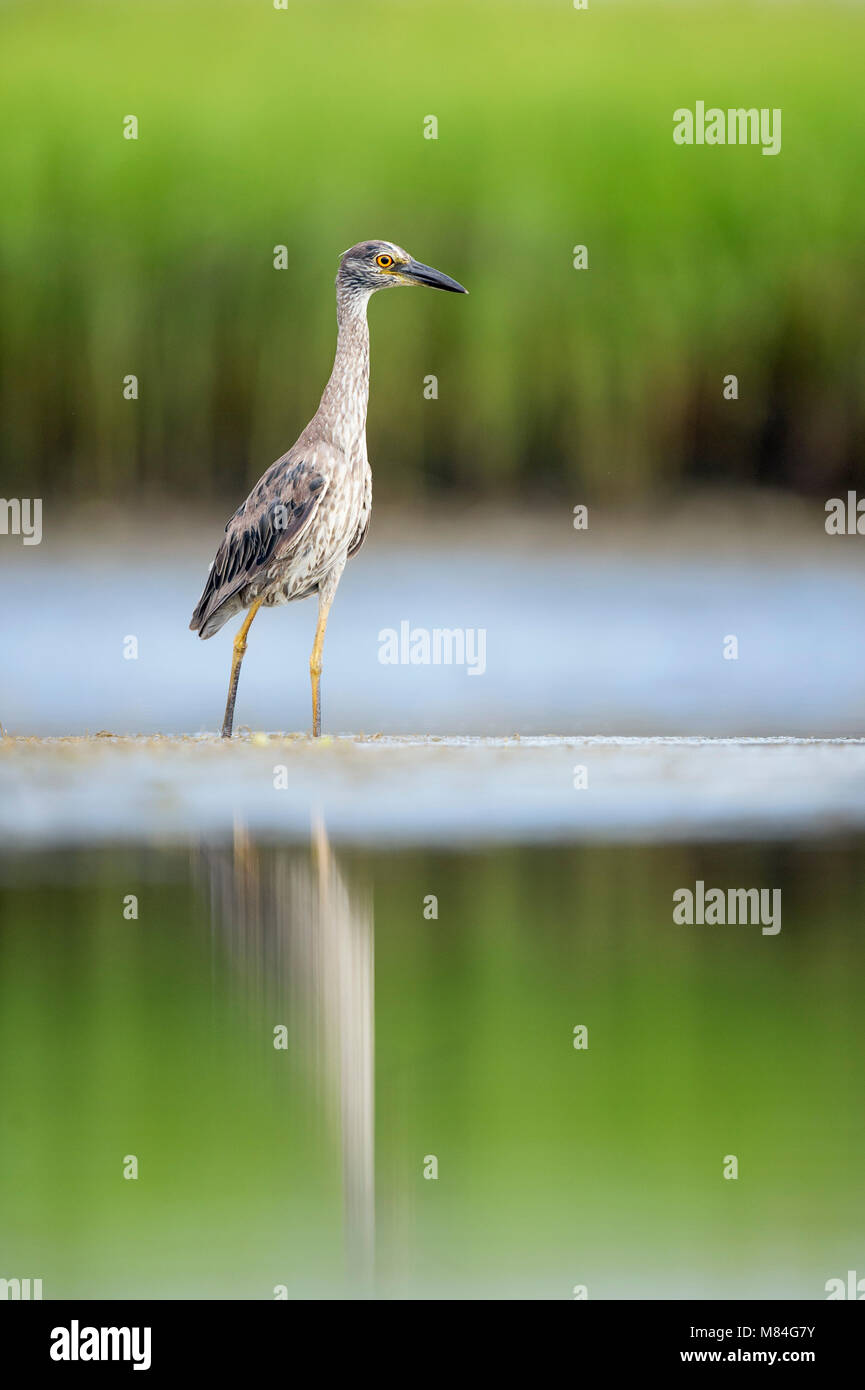 Un jeune bihoreau gris jaune se trouve dans l'eau peu profonde avec des herbes de marais vert dans l'arrière-plan et se reflètent dans l'eau calme. Banque D'Images