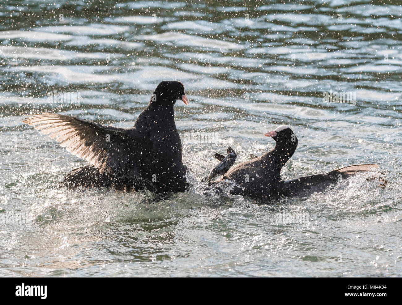 Paire de Foulques d'Eurasie (Fulica atra) dans l'eau ayant une lutte, avec une large et la mendicité pour la miséricorde, au Royaume-Uni. Banque D'Images