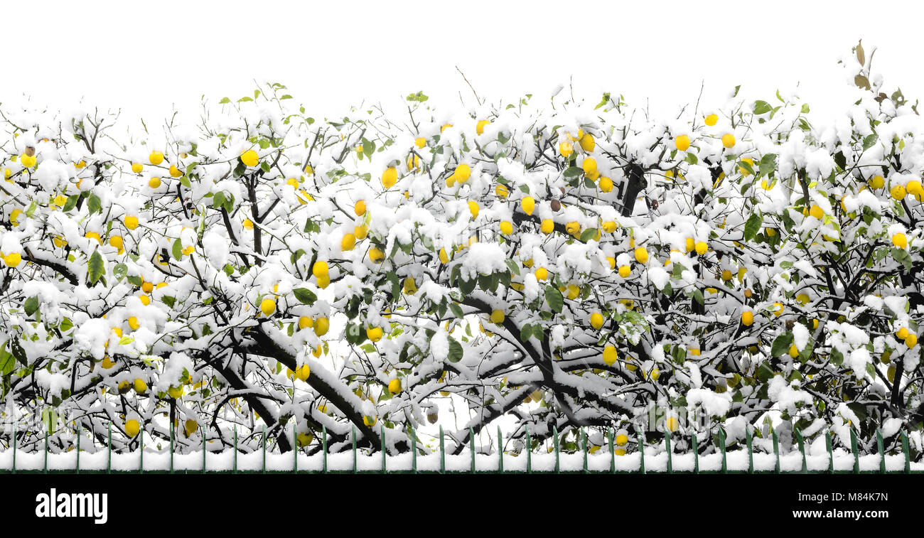 Citronniers recouverte de neige à la fin du mois de février suivant les effets de la masse d'air atteint dans le sud de l'Italie en Campanie. Banque D'Images