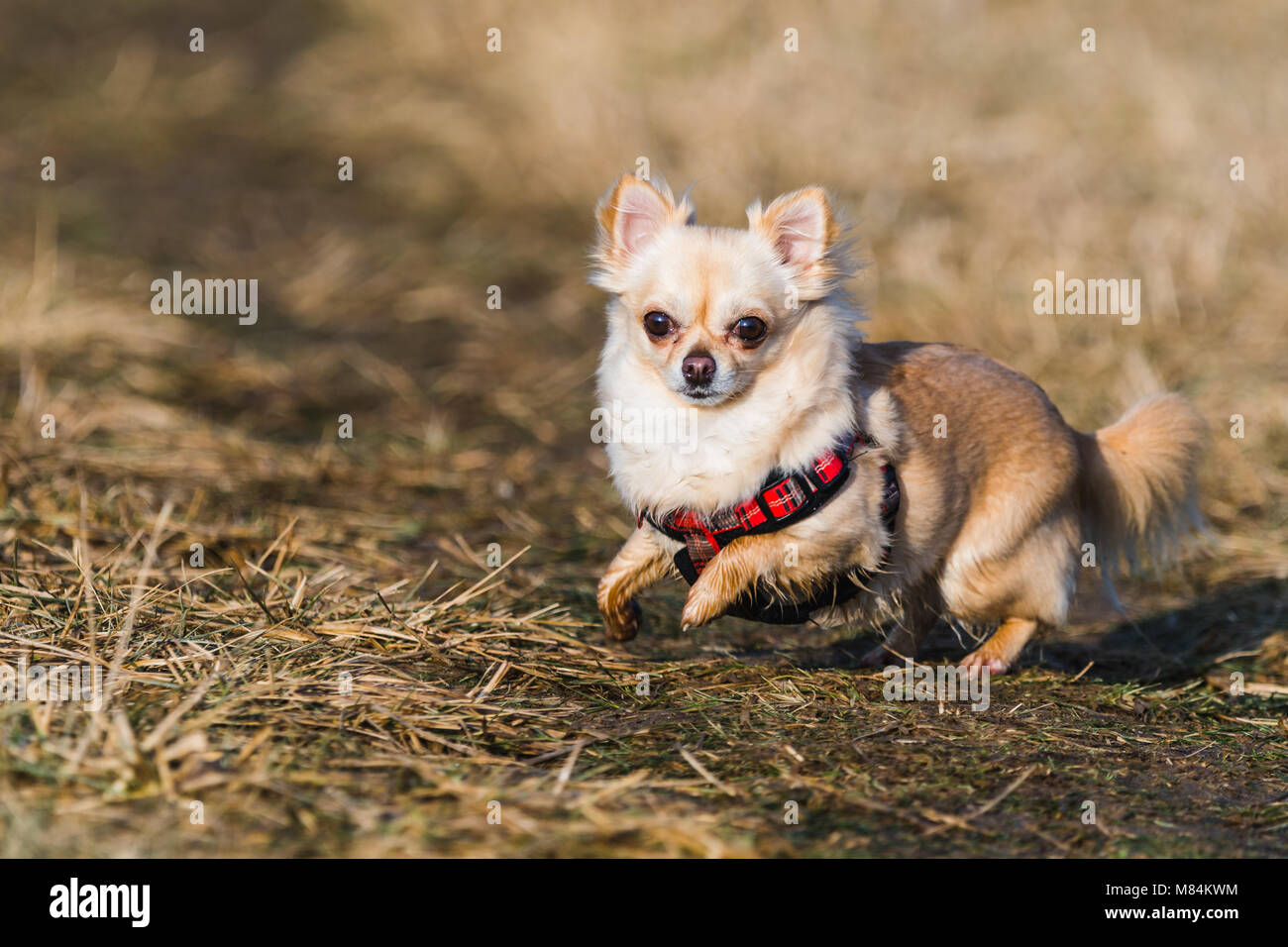 Petit chien chihuahua sains en run. L'exécution rapide d'un petit chien. Sauter et de jouer sur un terrain. Banque D'Images