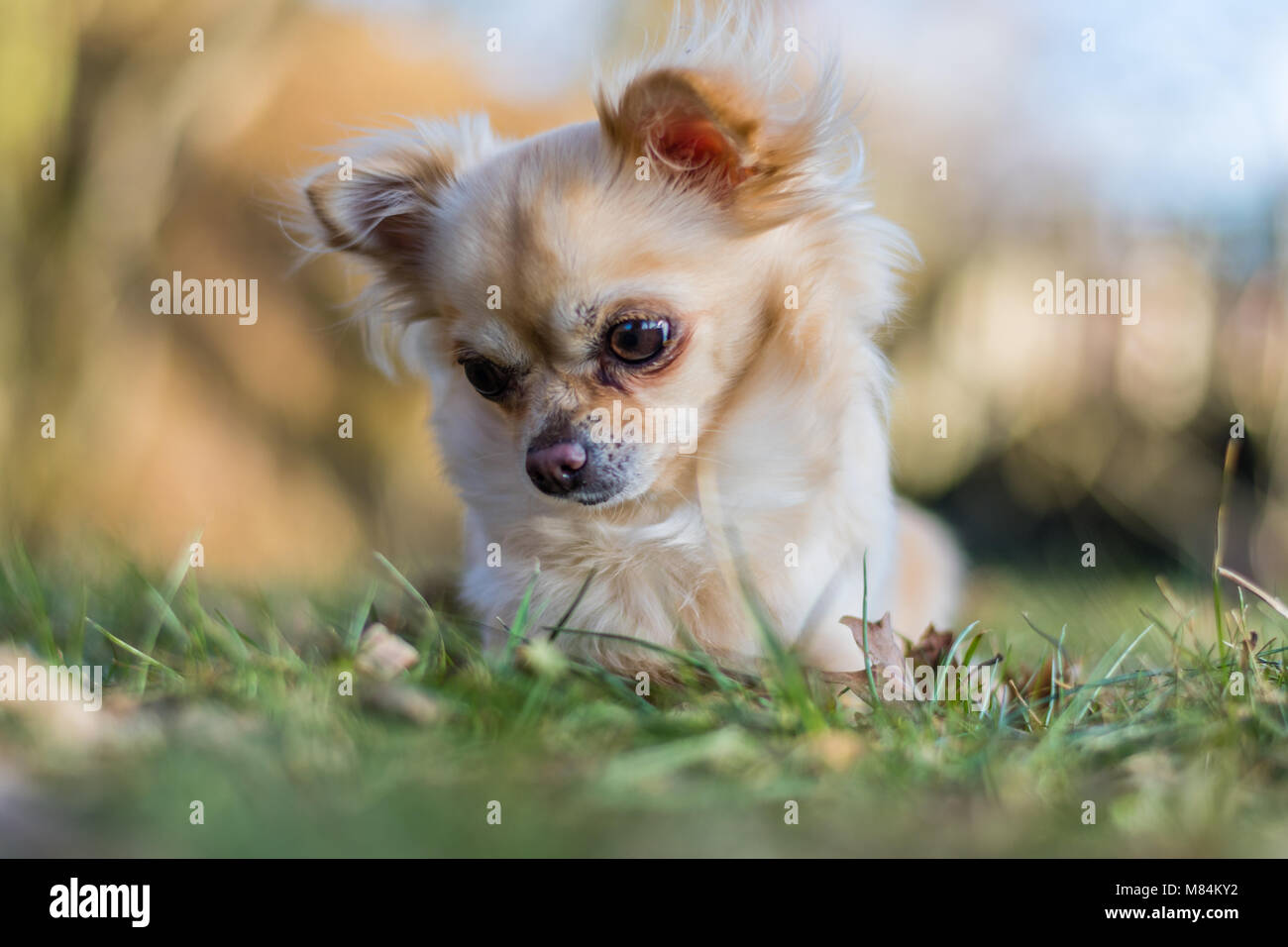 Portrait de l'adorable petit chien chihuahua allongé dans l'herbe et regarder autour. Joli chien. Ciel bleu sur l'arrière-plan. Banque D'Images