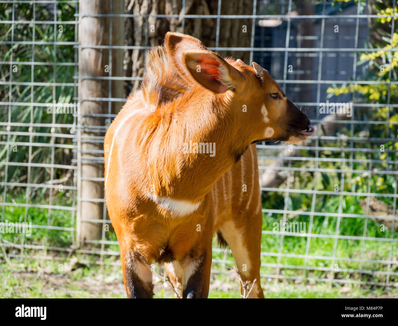 L'est mignon, Bongo Tragelaphus eurycerus isaaci marchant dans le zoo, Sacramento, Californie Banque D'Images