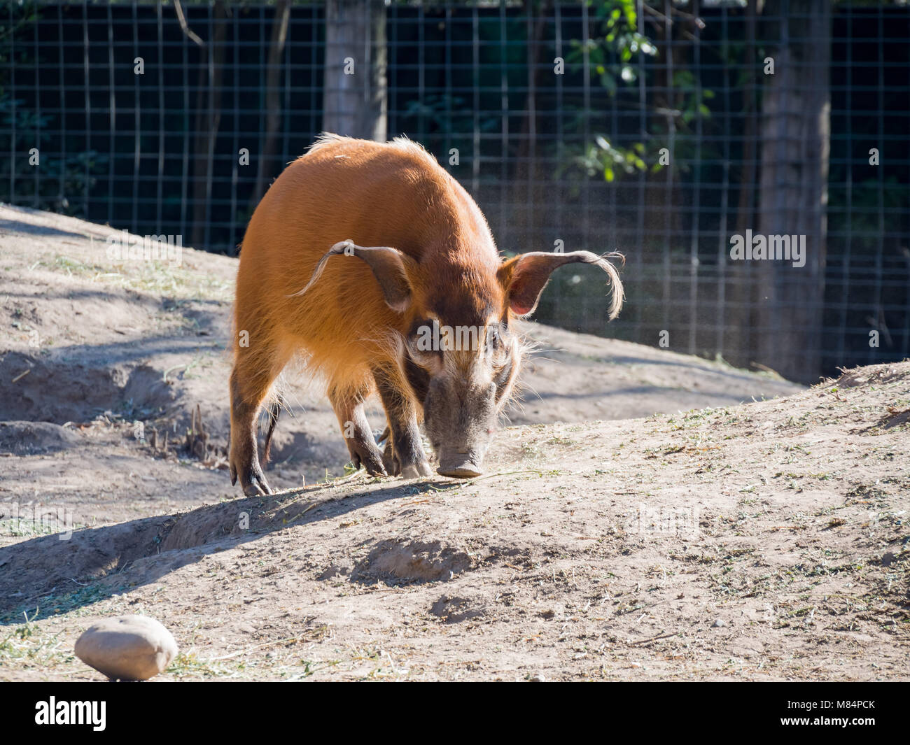 Mignon de porc, de la rivière Rouge-Potamochoerus porcus marchant dans le zoo, Sacramento, Californie Banque D'Images