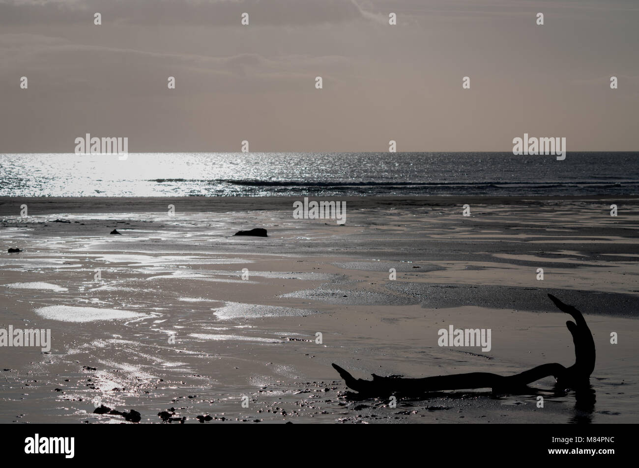 Bois flotté sur la plage Banque D'Images