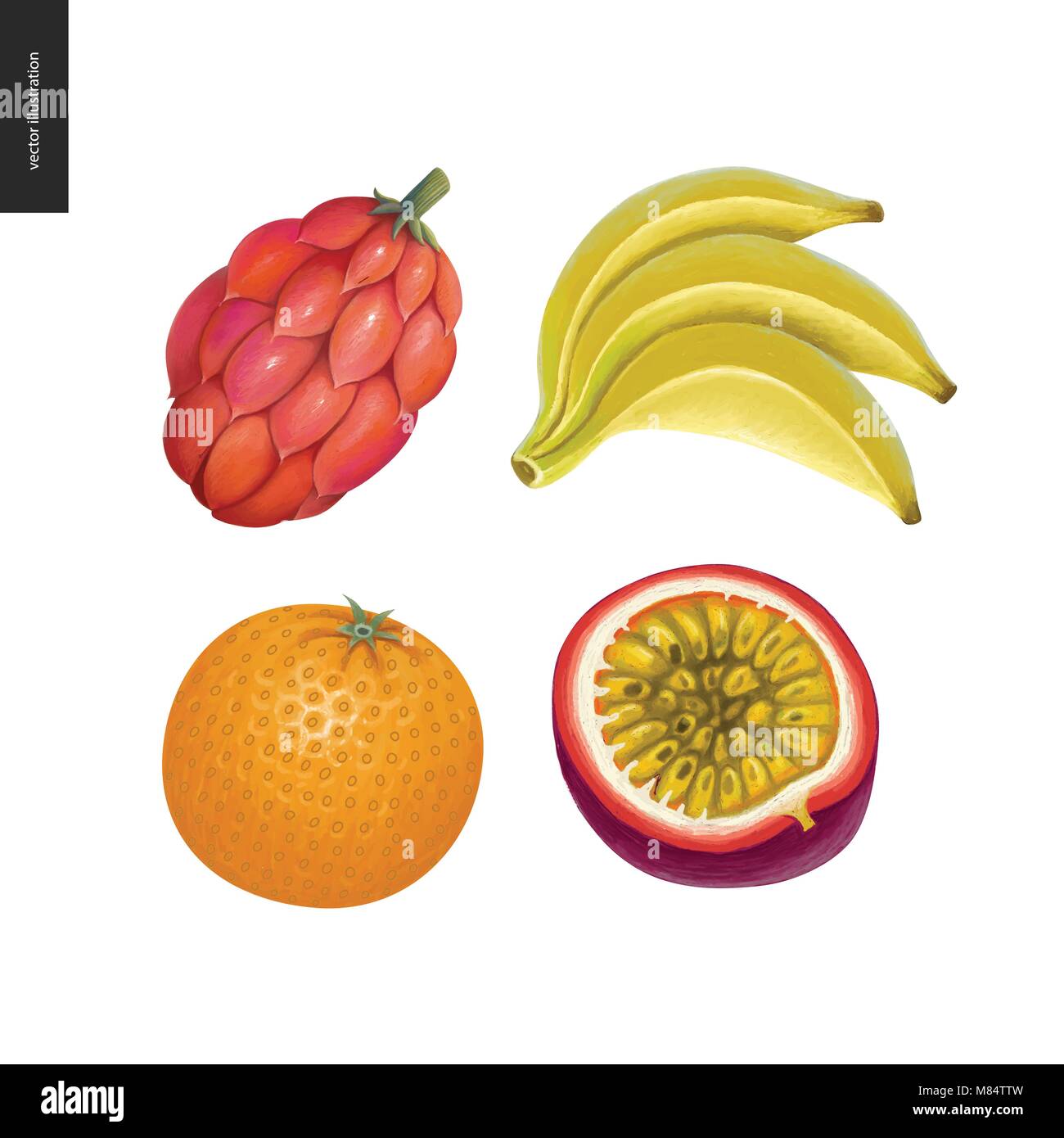 Vecteur de fruits autocollants. Un ensemble de quatre dessins à la main les fruits, orange, banane, fruits de la passion, et une fantaisie de fruits rouges Illustration de Vecteur