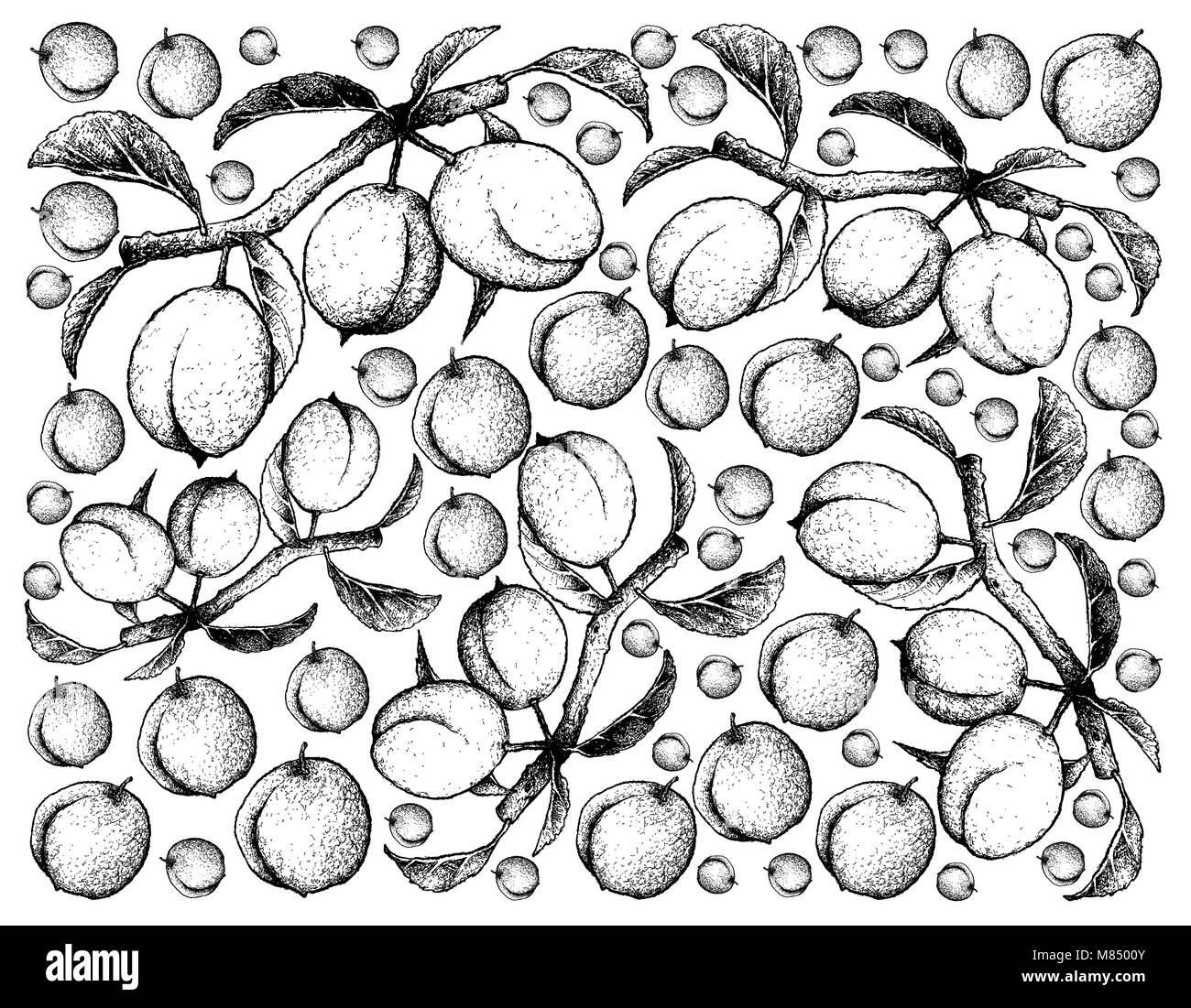 Prunus Mume Fruit Banque D images Noir Et Blanc Alamy prunus-mume-fruit-banque-d-images-noir-et-blanc-alamy