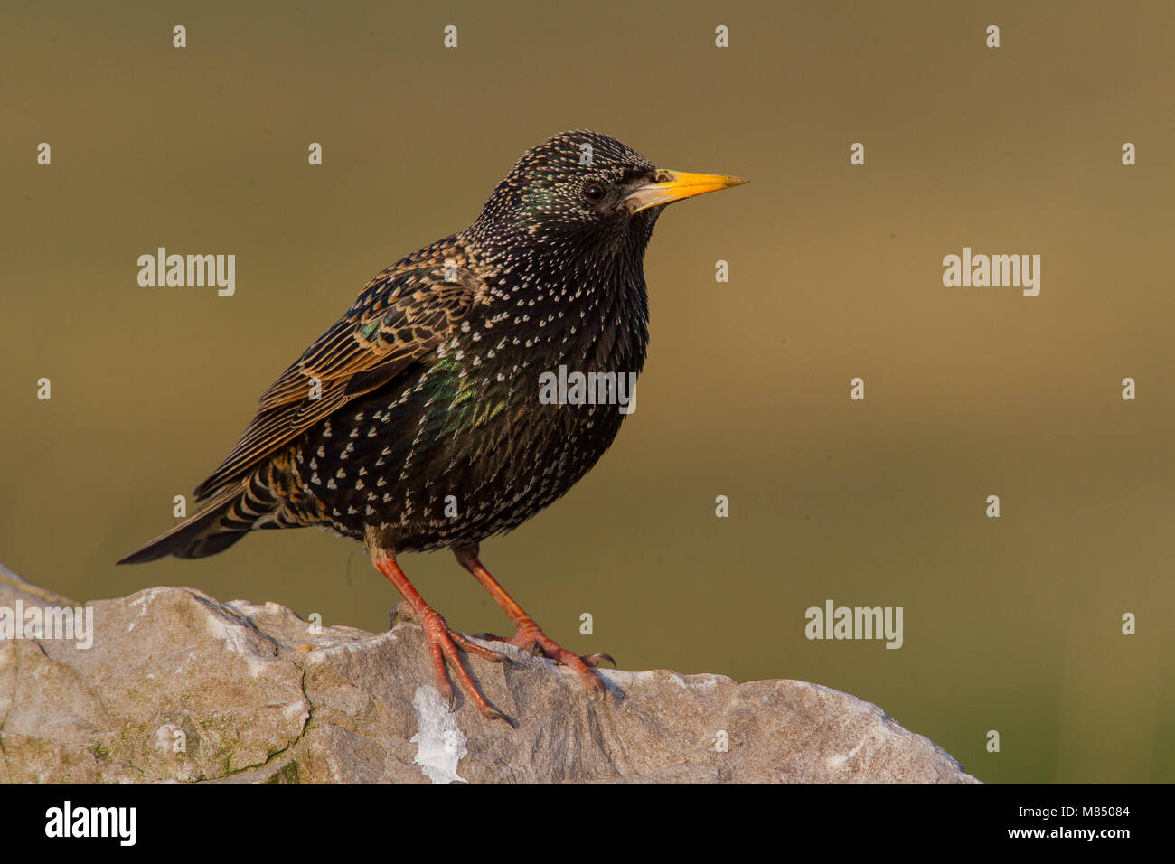 Tarin rouge mâle adulte perché Banque D'Images