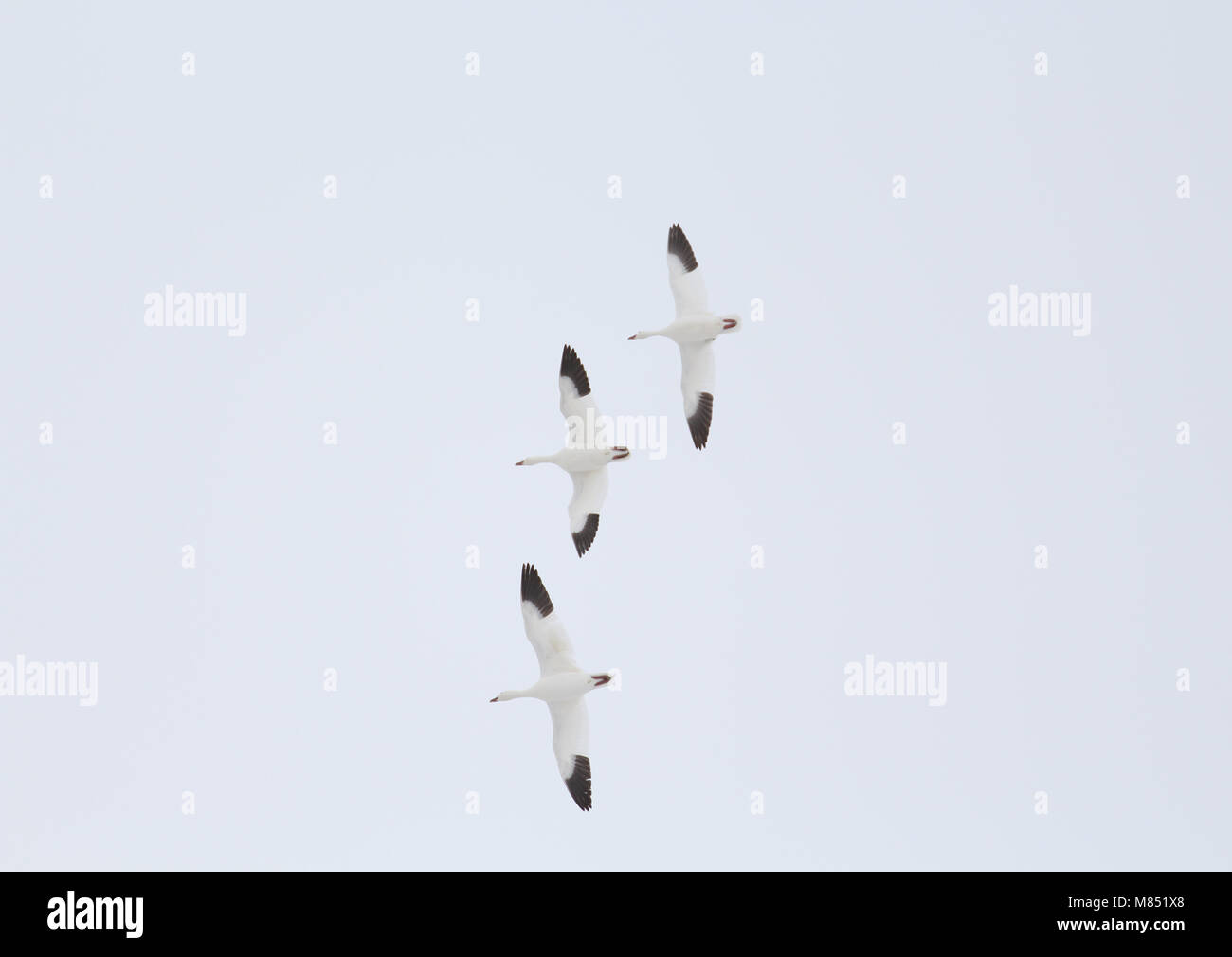 Un petit troupeau d'oies blanches dans la région de Delta, Utah Banque D'Images