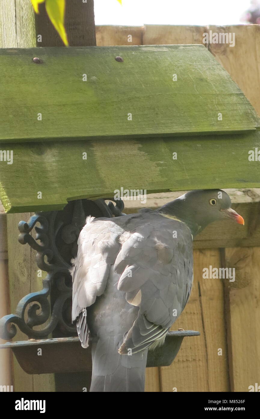 Ce pigeon était déterminé à l'obtenir à la mangeoire même si cela signifiait l'atténuation sous le pavillon. Banque D'Images