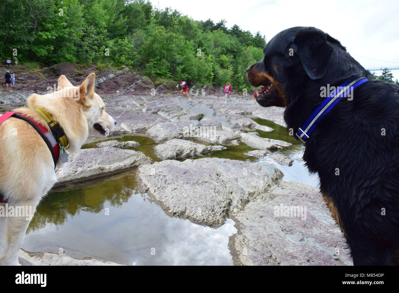 Très beaux chiens en observant les humains Banque D'Images