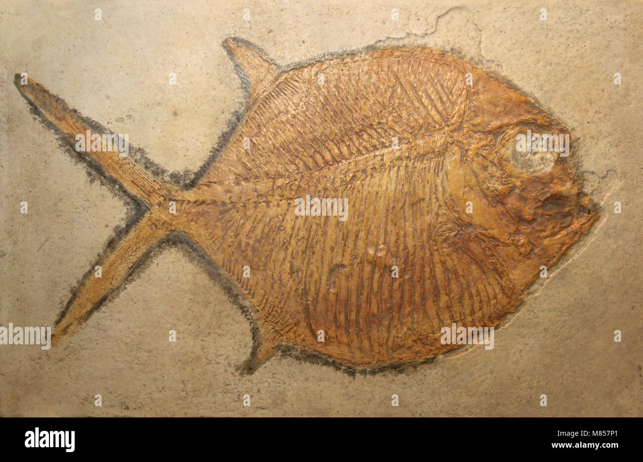 Poisson fossile Gyrodus frontatus - calcaire lithographique, Jurassique supérieur, Eichstadt, Bavière Banque D'Images