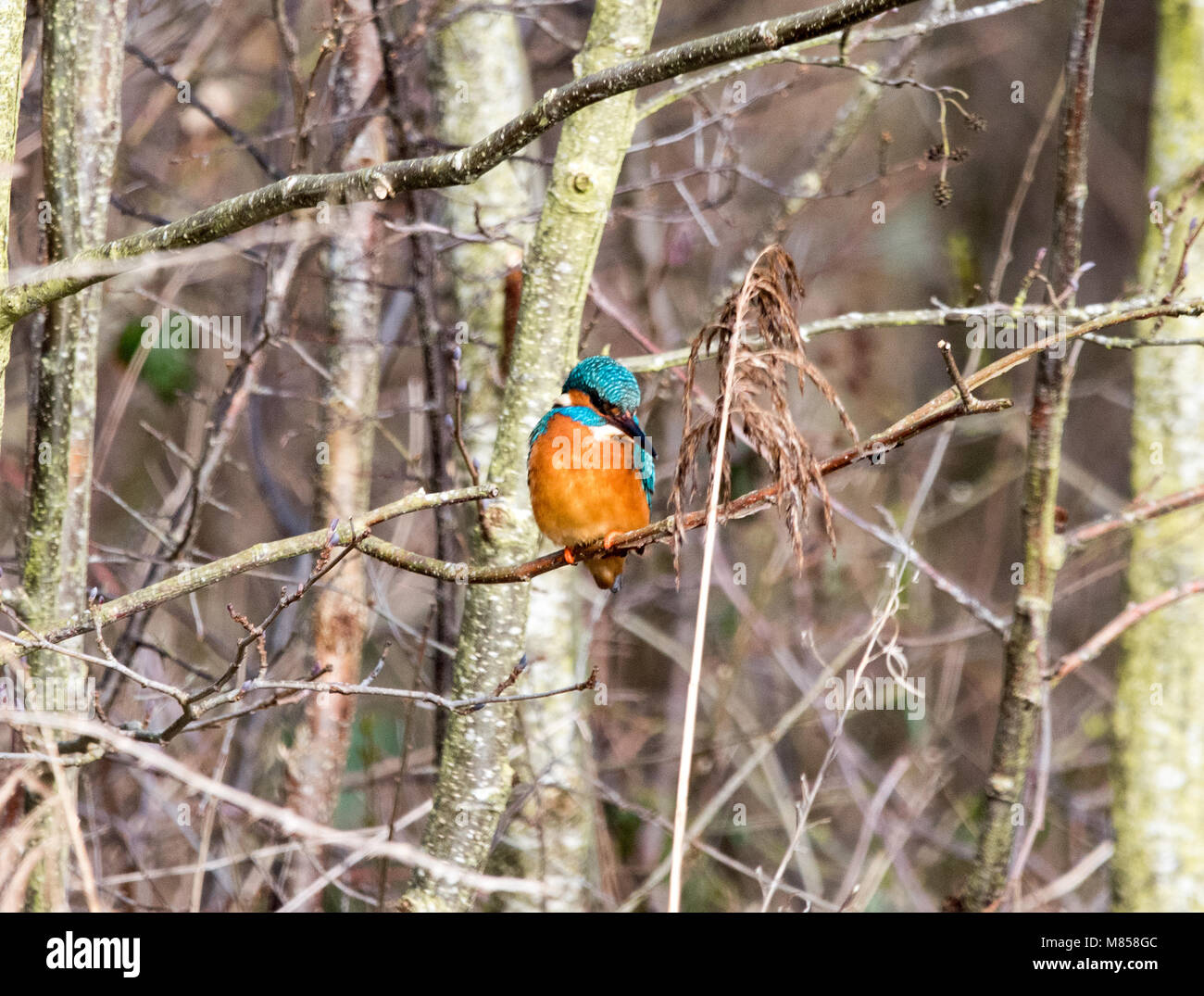 Kingfisher (Alcedinidae) Banque D'Images