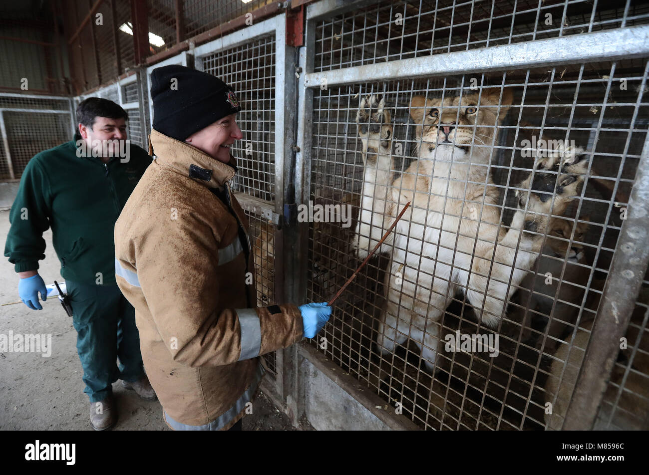 Heather Steele du Scottish Services d'incendie et de secours alimente un lion à Blair Drummond Safari Park, près de Stirling, après que le personnel a simulé un incendie de voiture à l'intérieur du boîtier lion pour tester la réponse des soigneurs et le service d'incendie. Banque D'Images