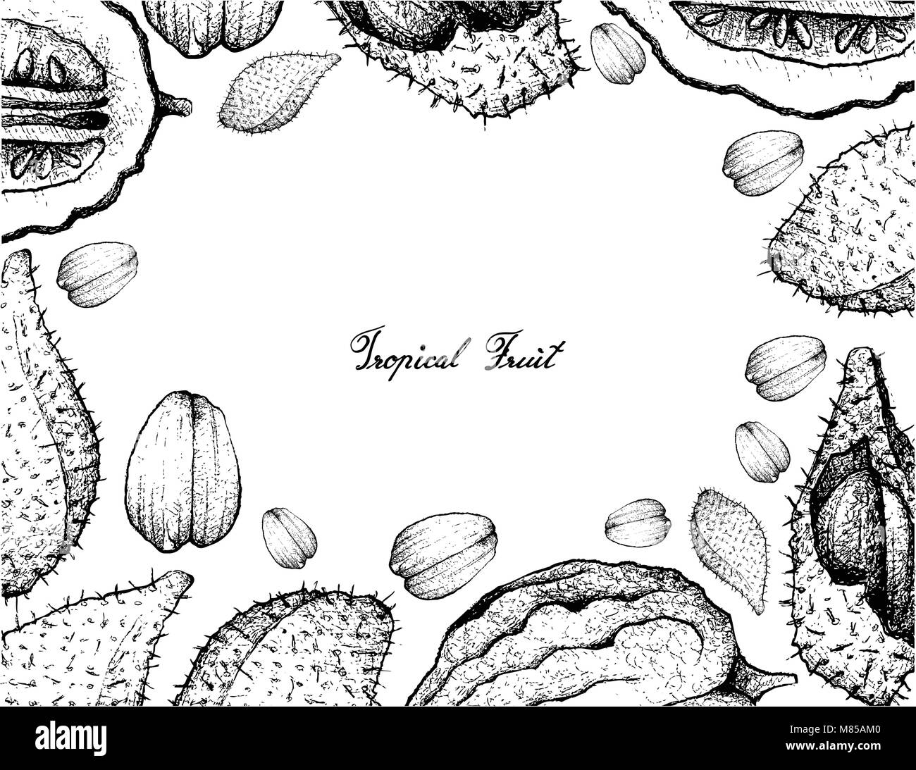 Fruits tropicaux, Illustration cadre de croquis à main ou Luk Rakam Salacca Wallichiana et l'Etrog Fruits isolé sur un fond blanc. Illustration de Vecteur