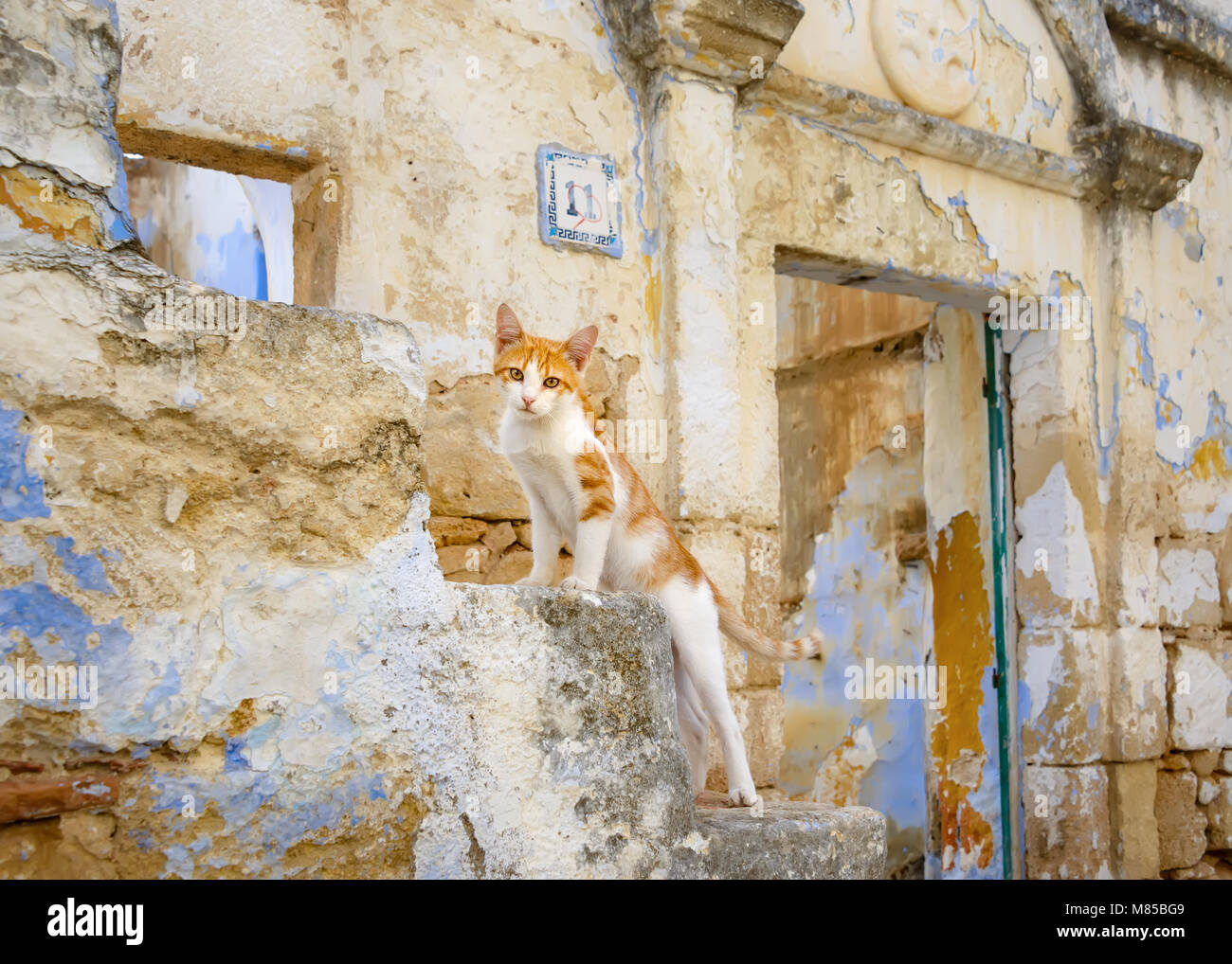 Chat mignon chaton, red tabby avec blanc, debout sur les escaliers en face d'une vieille maison abandonnée, l'île grecque de Rhodes, Dodécanèse, Grèce, Europe Banque D'Images