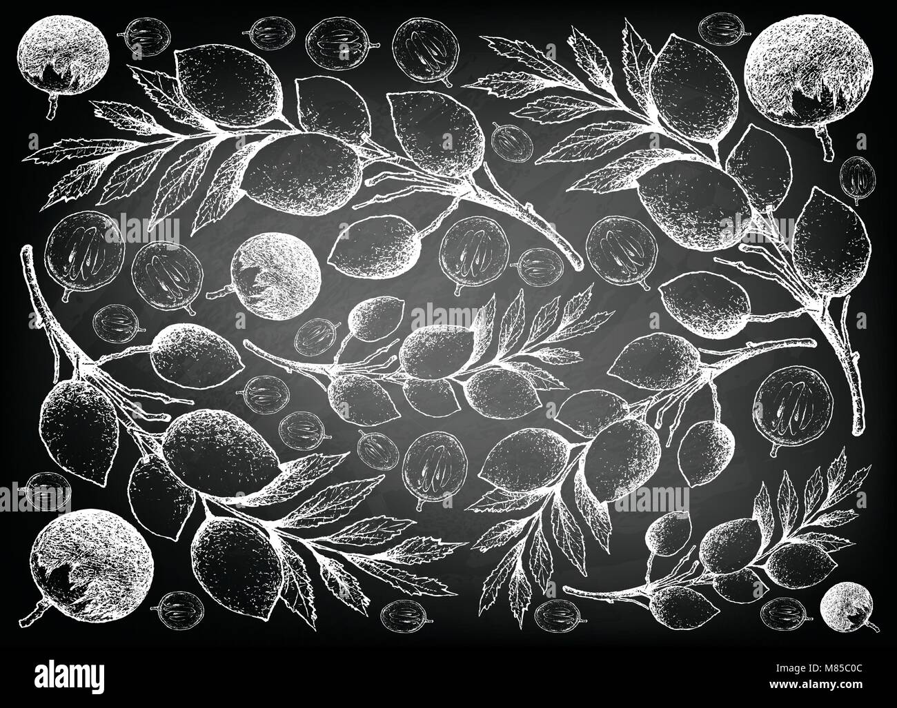 Fruits tropicaux, Illustration Papier peint fond part Croquis de Star Apple ou Chrysophyllum Cainito et Hygrophilus d'Elaeocarpus Fruits sur Black Illustration de Vecteur