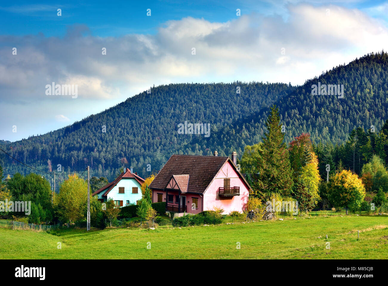 Un début de l'automne vue sur le paysage d'arbres remplis d'Alsace à proximité de Ribeauvillé et Riquewihr, France. Banque D'Images