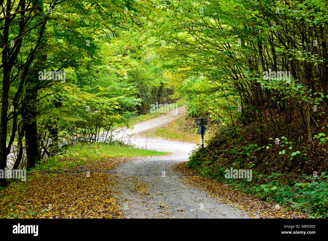 Un début de l'automne vue sur un cadre verdoyant chemin de torsion dans une forêt ensoleillée en Alsace, France Banque D'Images