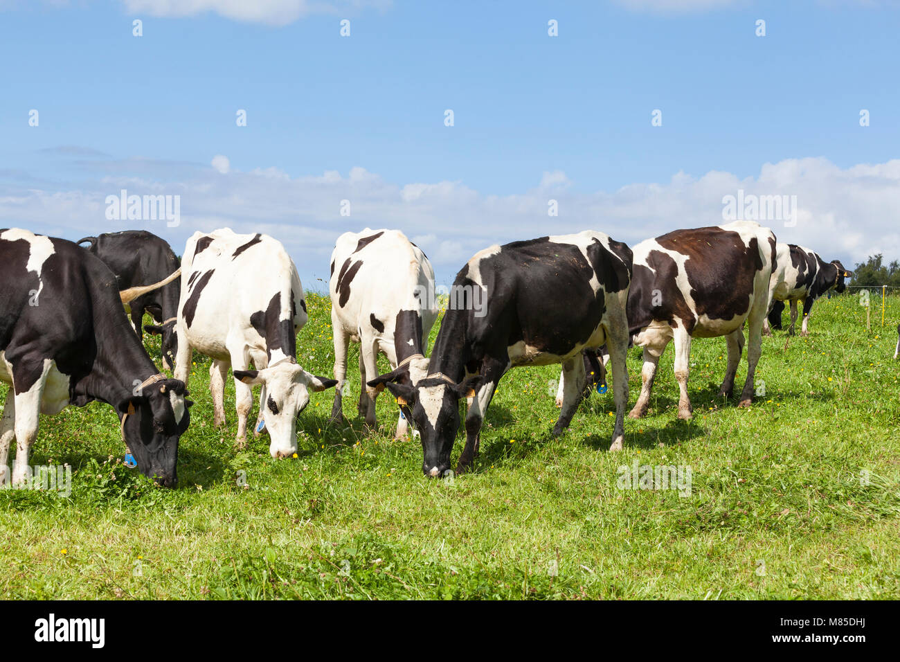 Troupeau de Holstein noir et blanc les bovins laitiers, les vaches, le pâturage sur l'herbe verte dans un pâturage, la production de lait, Banque D'Images