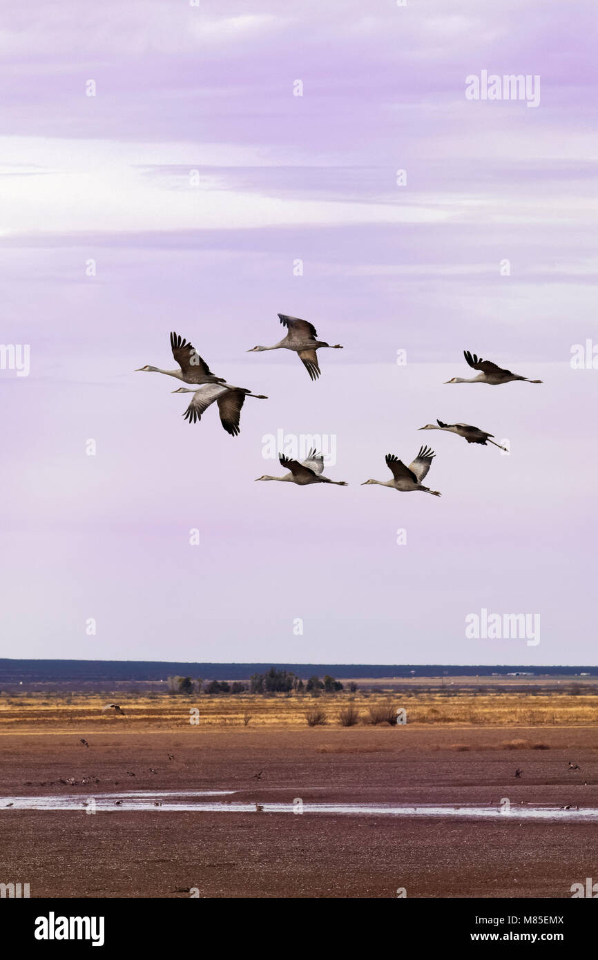 La migration des Grues du Canada (Grus canadensis), Whitewater dessiner de faune, le sud de l'Arizona Banque D'Images