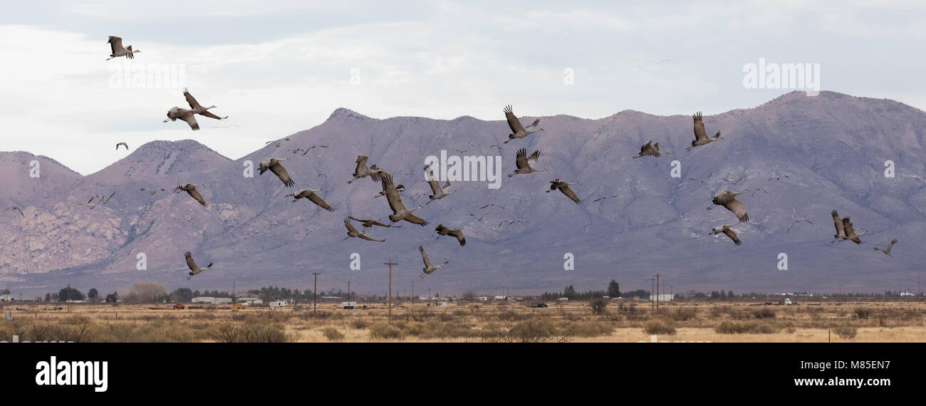 La migration des Grues du Canada (Grus canadensis), Whitewater dessiner de faune, le sud de l'Arizona Banque D'Images