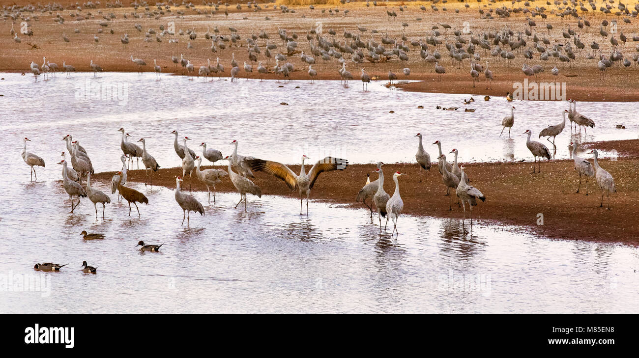 La grue du Canada (Grus canadensis), Whitewater dessiner de faune, le sud de l'Arizona Banque D'Images