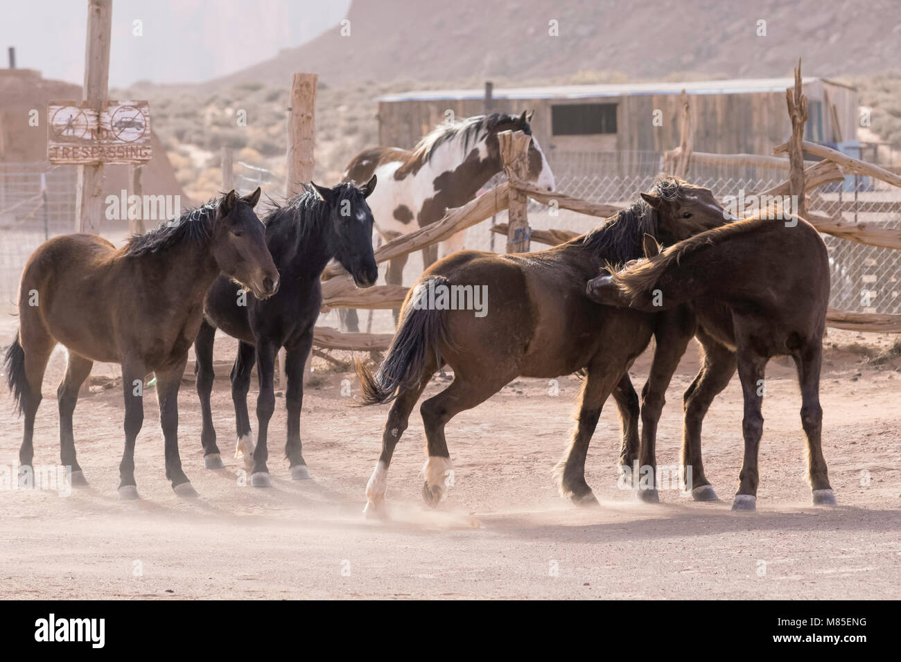 La lutte contre les chevaux, Monument Valley Tribal Park, Arizona Banque D'Images