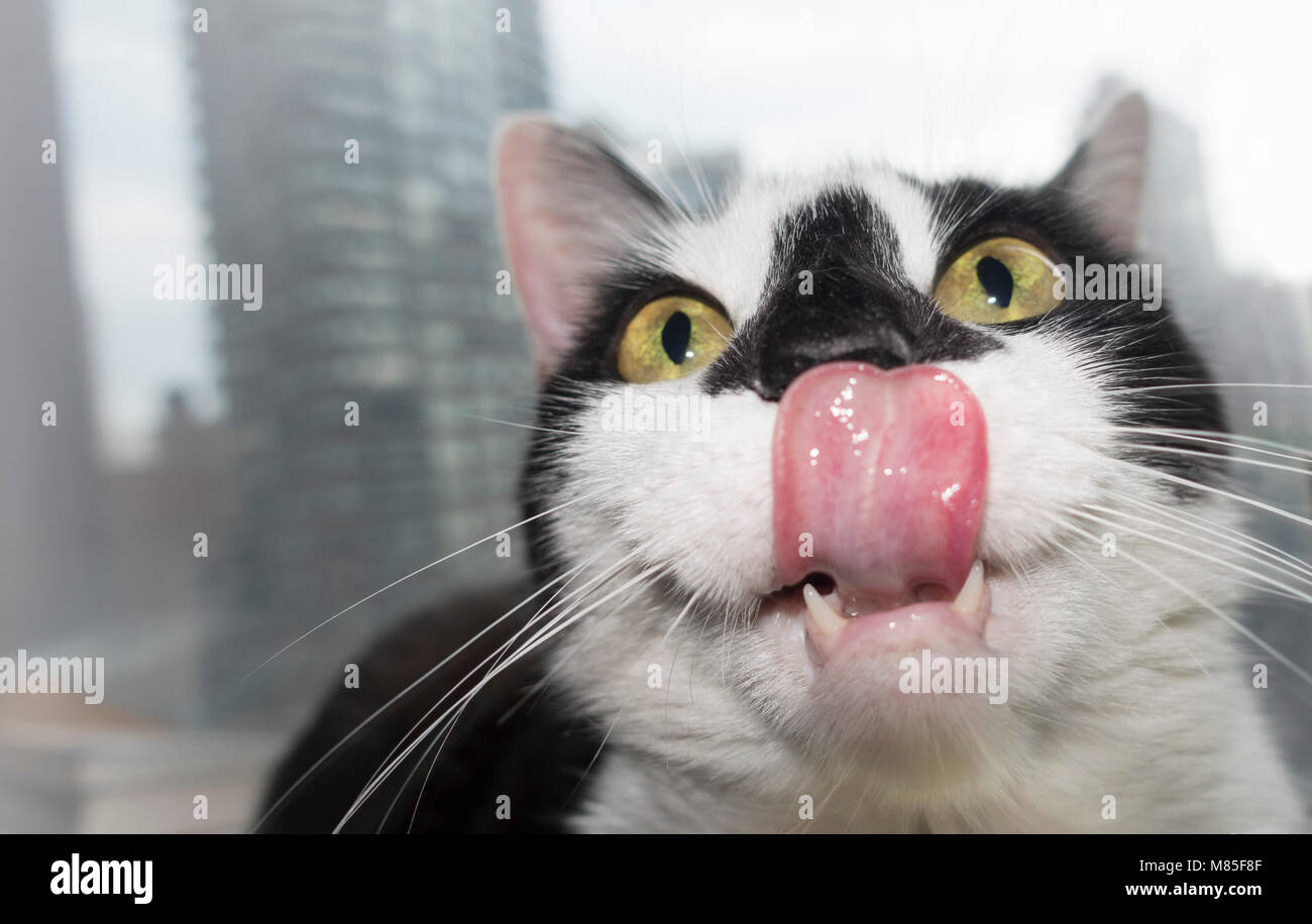Chat aux yeux jaunes avec des taches noir et blanc goût sa bouche Photo Stock Alamy