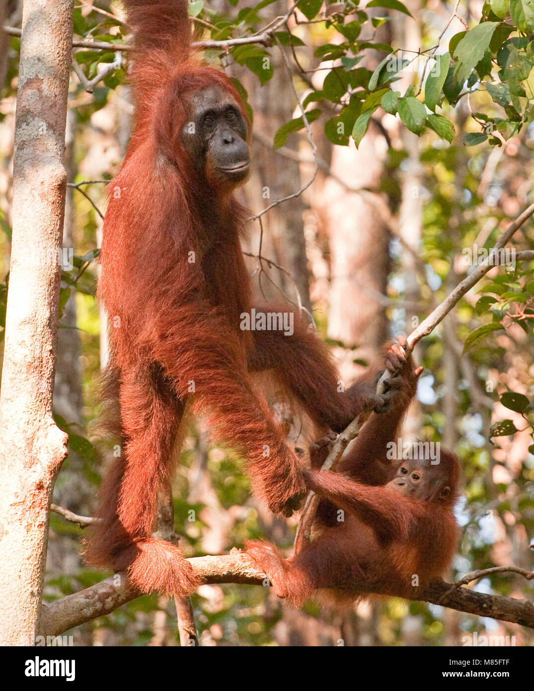 L'Indonésie, Bornéo - le 27 juin 2009. Les orangs-outans, l'enfant et sa mère vu dans le parc national de Tanjung Puting dans le sud de Bornéo, Indonésie. (Photo crédit : Gonzales Photo - Flemming Bo Jensen). Banque D'Images
