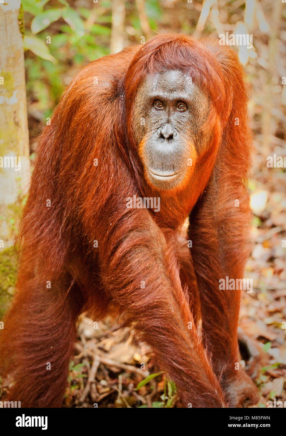 L'Indonésie, Bornéo - le 27 juin 2009. Un orang-outan vu dans le parc national de Tanjung Puting dans le sud de Bornéo, Indonésie. (Photo crédit : Gonzales Photo - Flemming Bo Jensen). Banque D'Images