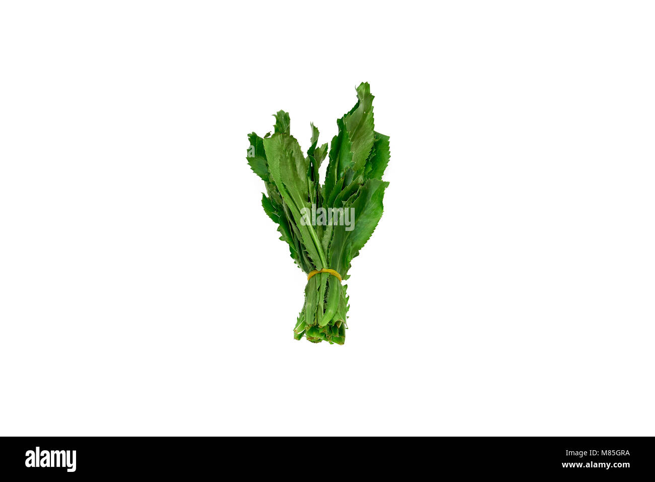Coriandre fraîche, culantro sawtooth sur fond blanc Banque D'Images