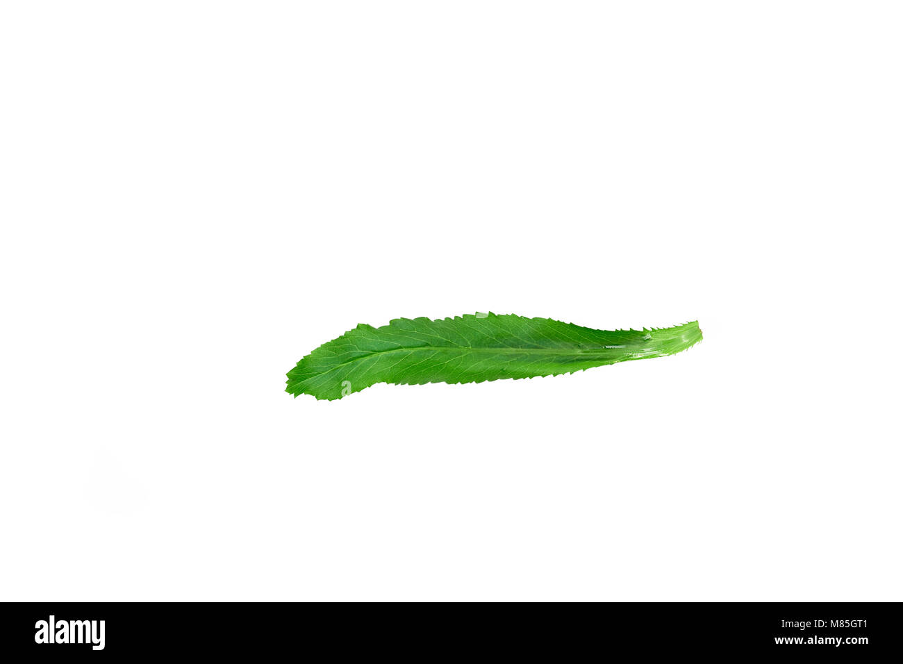 Culantro isolé sur fond blanc Banque D'Images