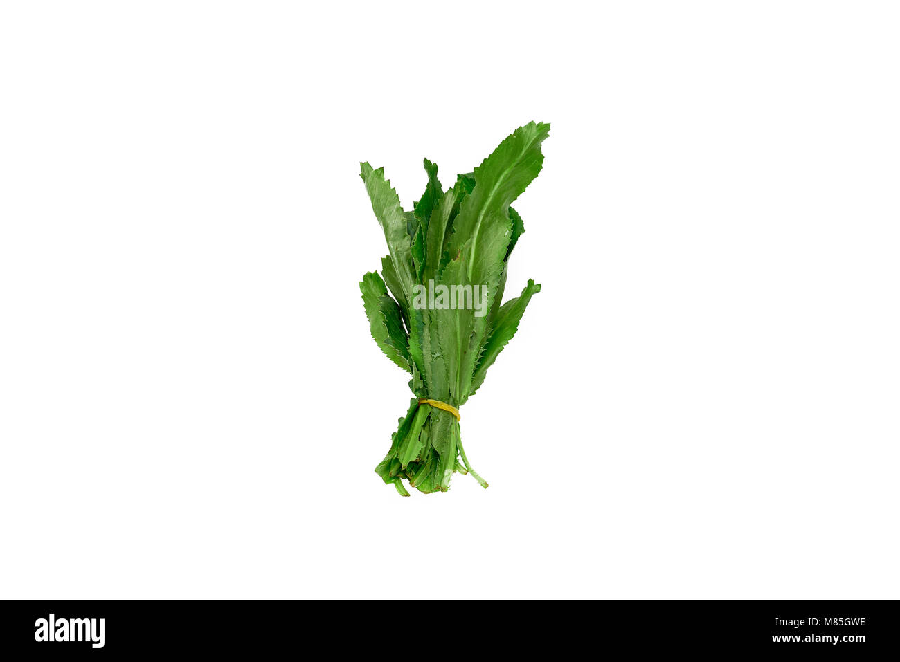 Culantro frais, coriandre sawtooth sur fond blanc Banque D'Images