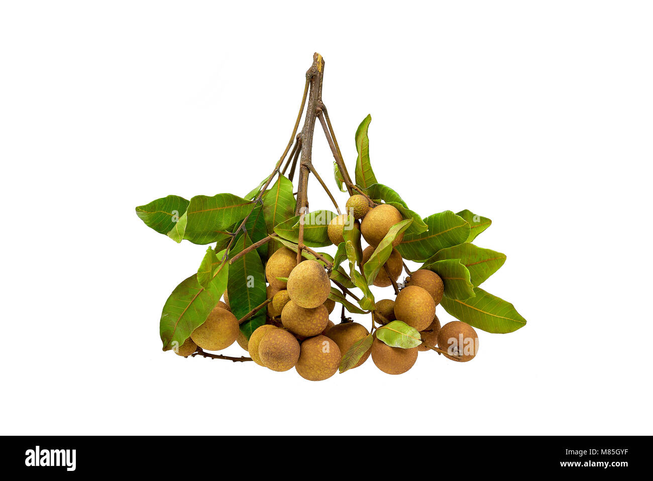 Sweet logan avec fruits feuilles sur fond blanc Banque D'Images