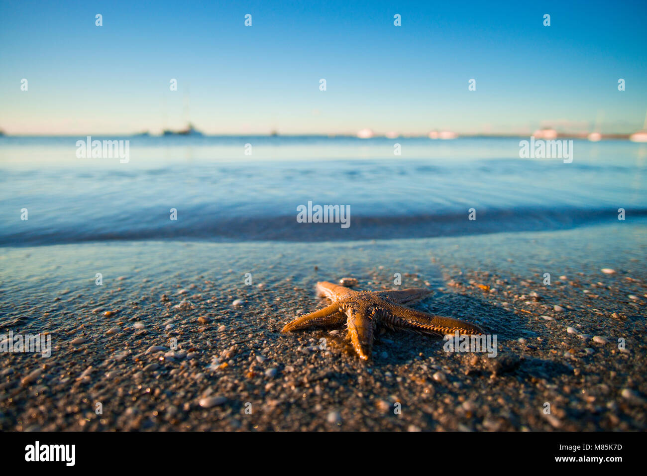 Étoile de mer sur la plage à marée basse Banque D'Images