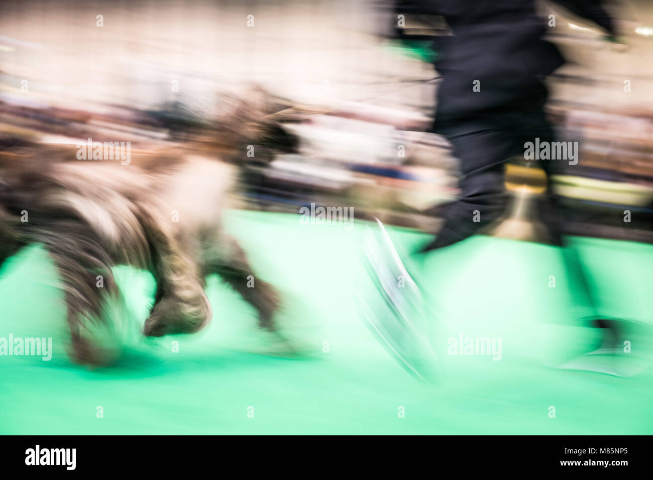 NEC, Birmingham, England, UK. 9 mars 2018. Sur la photo : un lévrier afghan est ont défilé devant les juges. / Première tenue en 1891, Crufts est dit Banque D'Images