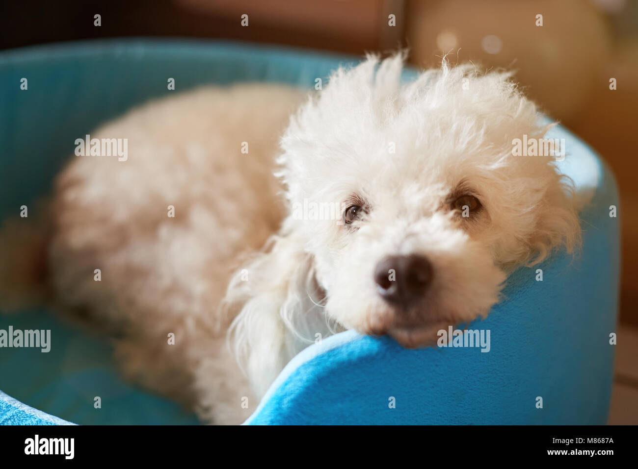 Close-up of cute dog moelleux vous détendre dans un lit bleu de pose Banque D'Images