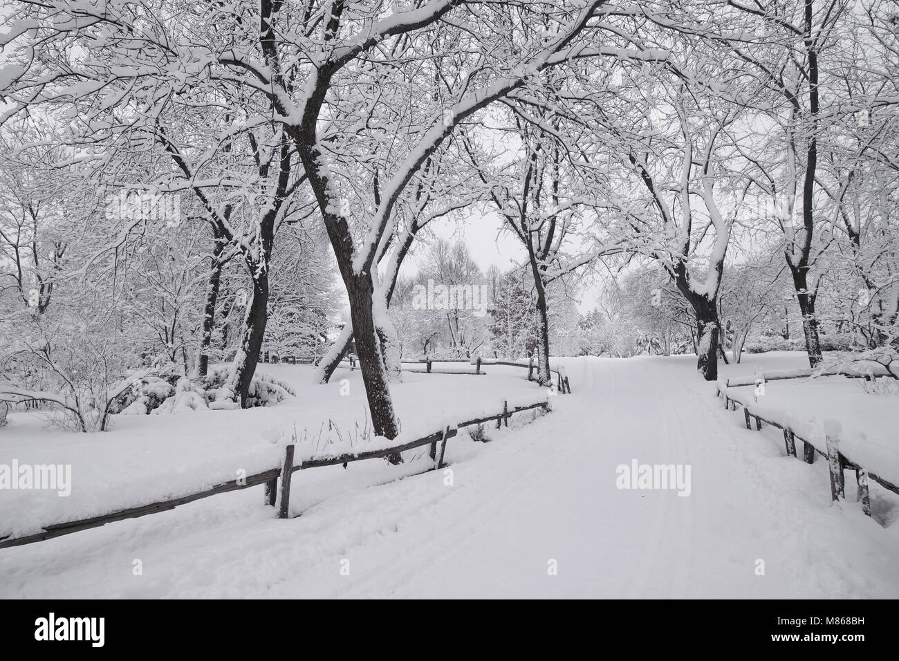 Laval,Canada,14,mars,2018.parc public avec des arbres chargés de neige Neige après l'hiver.Credit:Mario Beauregard/Alamy Live News Banque D'Images