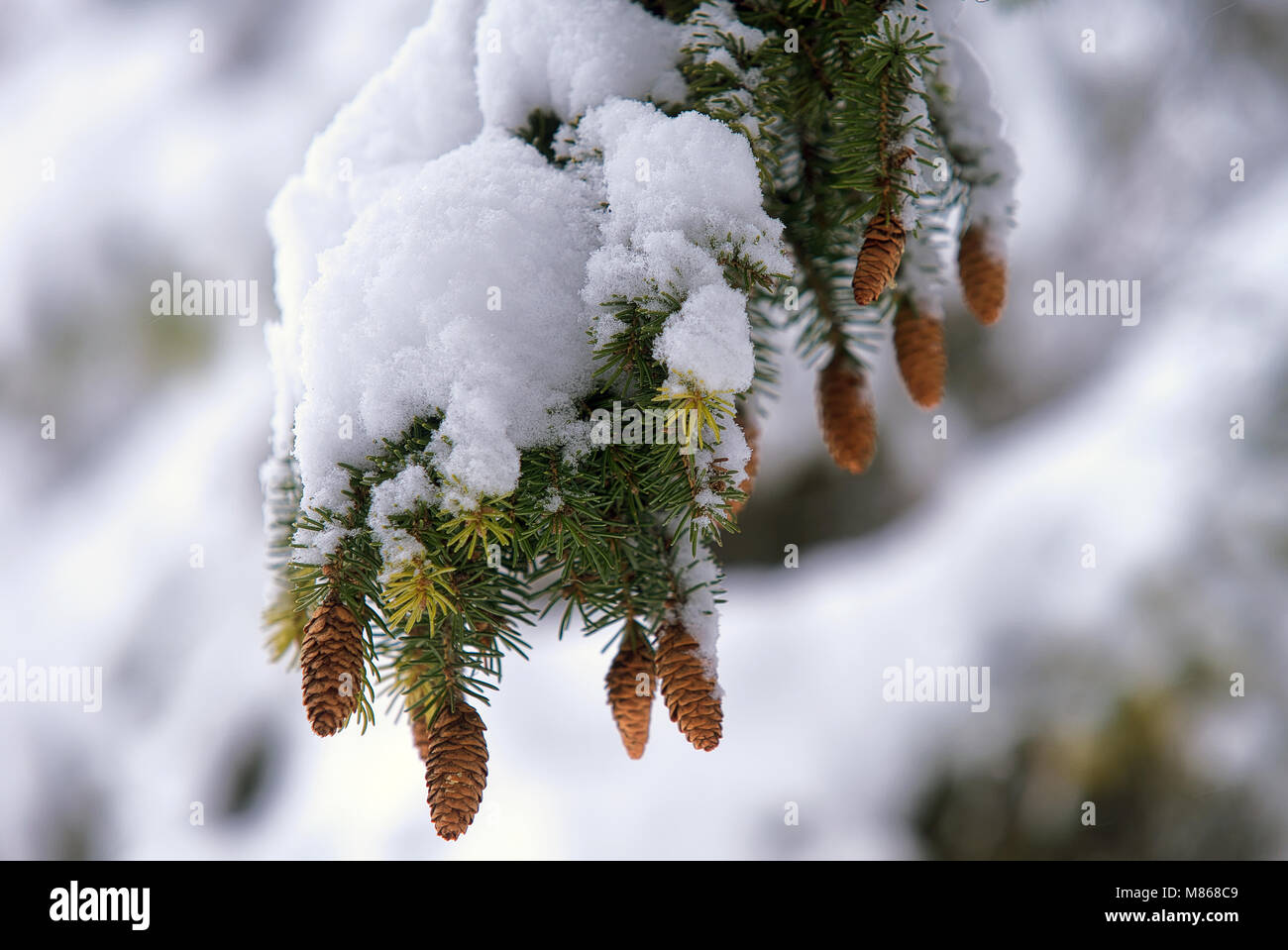 Laval,Canada,14,mars,2018.Close-up de sapin avec des pommes de pin après de neige en hiver.Credit:Mario Beauregard/Alamy Live News Banque D'Images