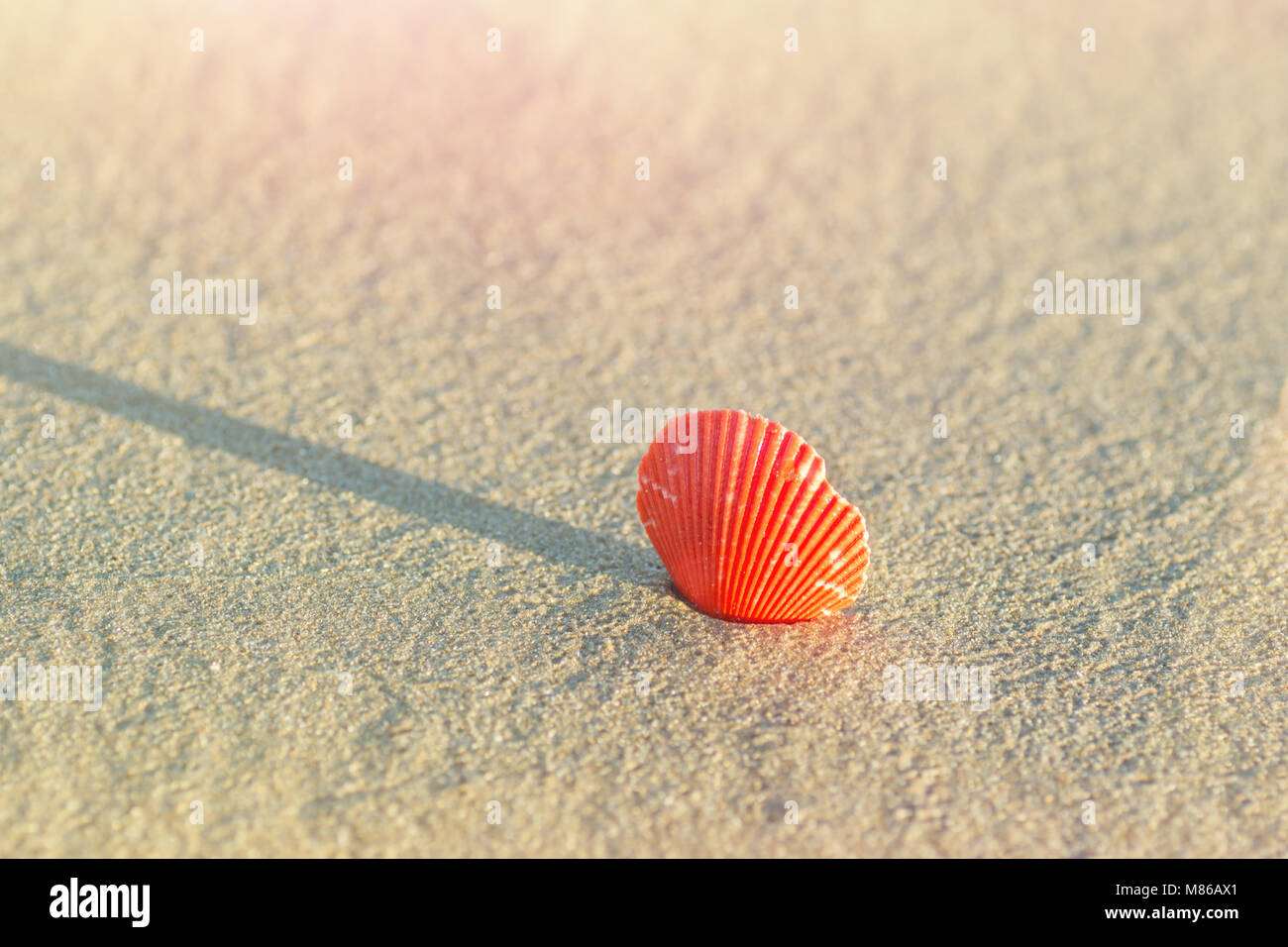 Beau rond plat coquillage rouge sur le sable de la plage au bord de la mer. La lumière du soleil d'or avec des reflets roses. Les vacances d'Été Espace détente Concept. Bannière de l'affiche Banque D'Images