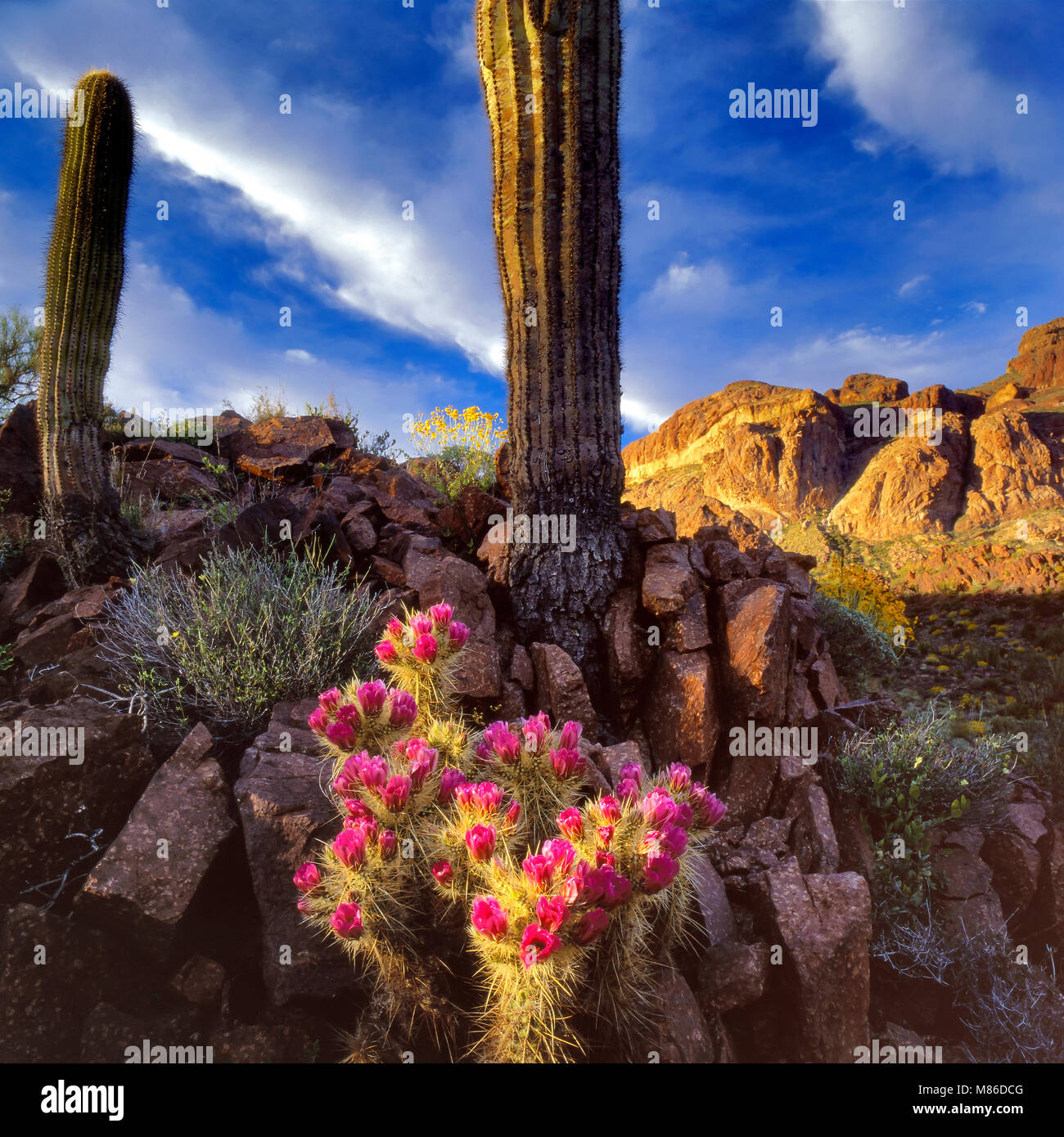 Les Hérissons, AJO Mountain, Orgue de Barbarie, Stenocereus thurberi Pipe Organ Pipe Cactus, National Monument, Arizona Banque D'Images