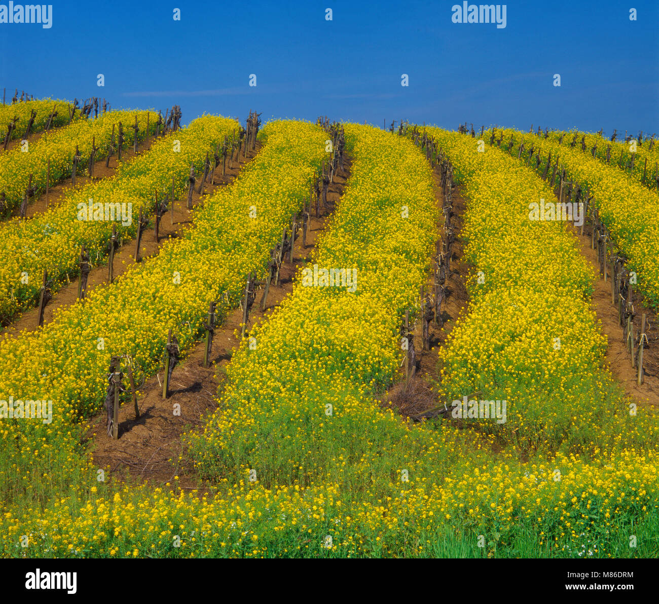 La moutarde, vignes, District de Carneros, Napa Valley, Californie Banque D'Images