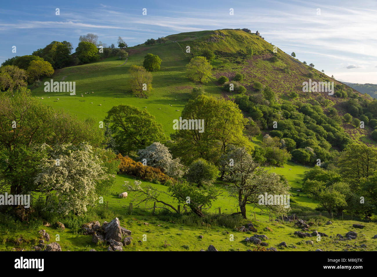 Ruines du château de Dinas Bran, sur une colline près de Llangollen, Wales situé dans le pâturage au printemps avec les arbres en fleurs Banque D'Images