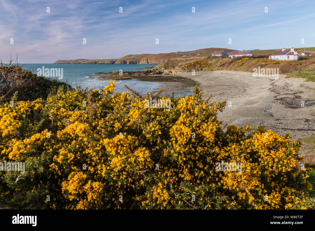 Fleurs d'ajoncs jaune par la mer à * 1963 : ouverture intégrale de Porth, Anglesey, au nord du Pays de Galles Banque D'Images